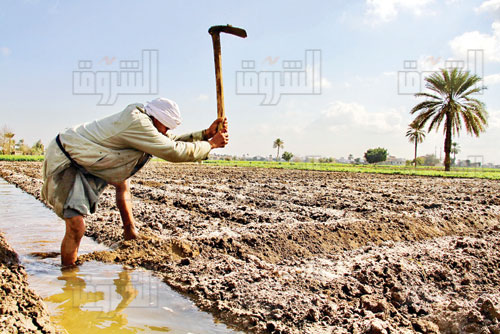 تصوير - احمد عبد اللطيف